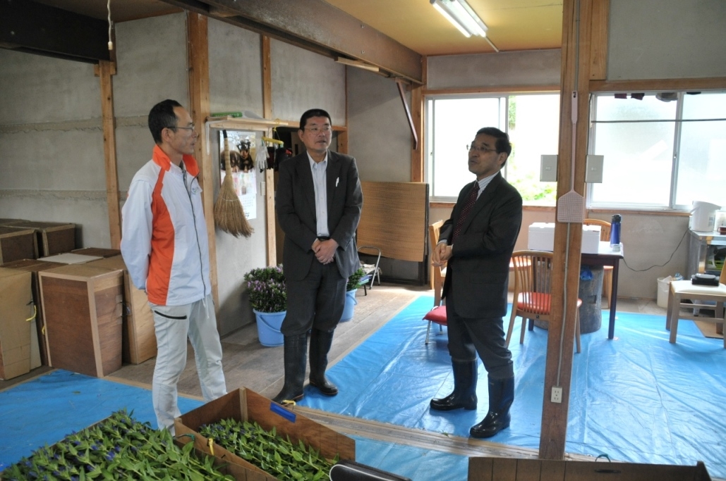 Visit to a gentian farmer