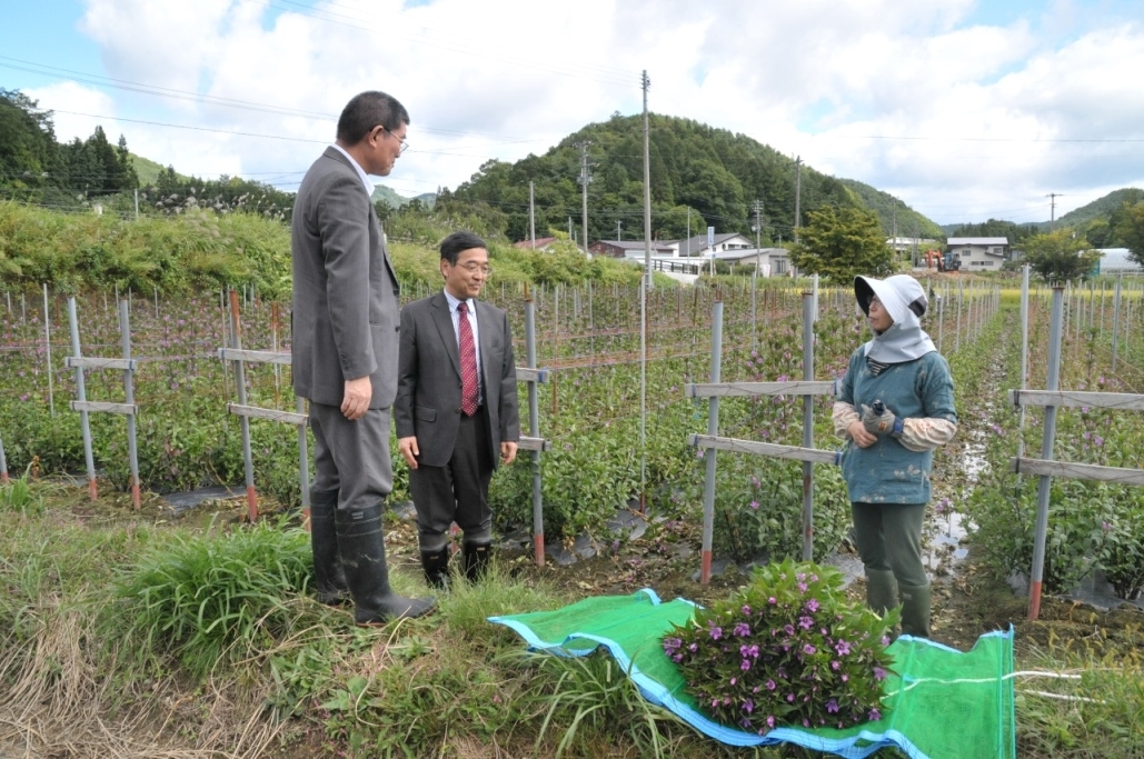Visit to a gentian farmer