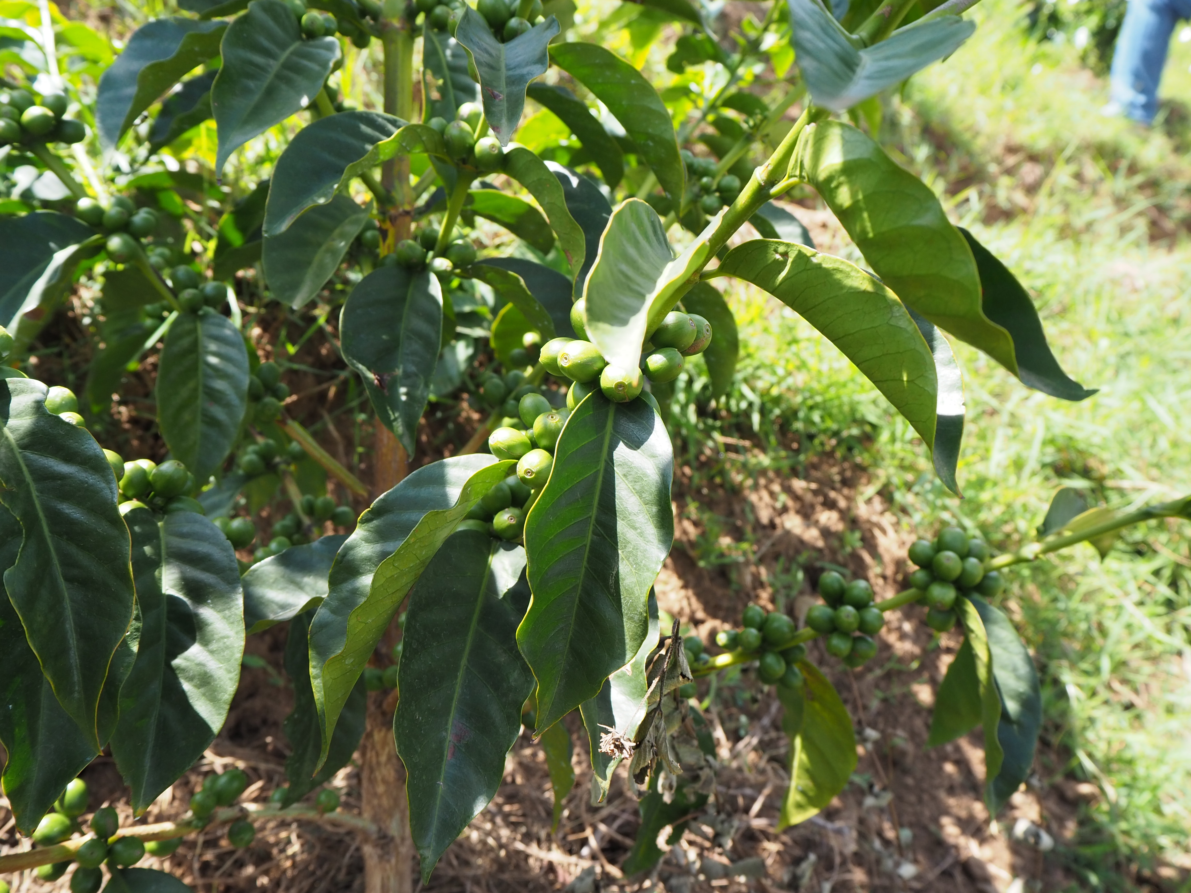 A coffee tree with fruits